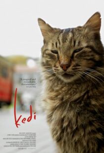 دانلود مستند Kedi 2016417655-1420036330