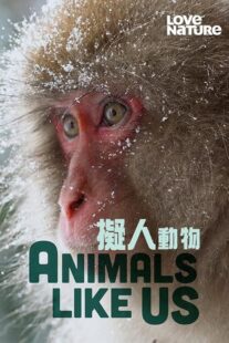 دانلود مستند Animals Like Us423066-1331860974